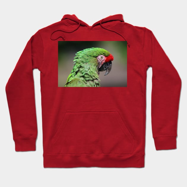 Parrot portrait Hoodie by Melissa Peltenburg Travel Photography